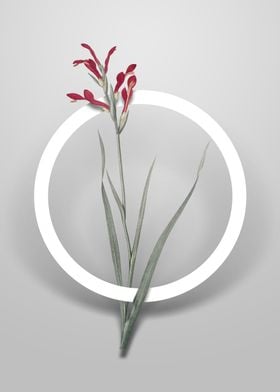 Gladiolus Cunonius Flower