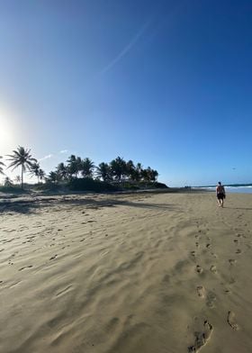 Sand Palm Tropical Beach