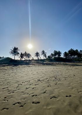 Sand Palm Tropical Beach