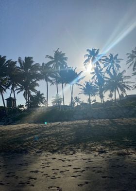 Sand Palm Tropical Beach