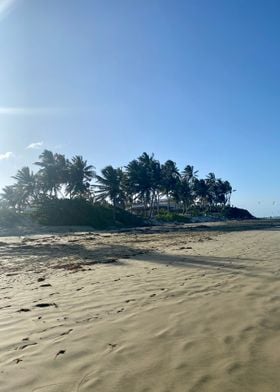 Sand Palm Tropical Beach