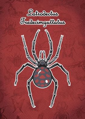 Latrodectus spider