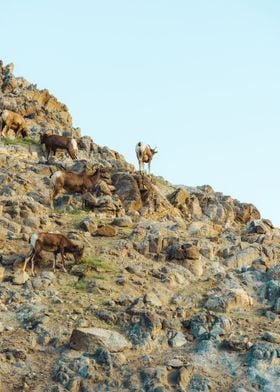 Big Horn Sheep Golden Hour