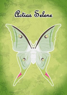 Actias Selene