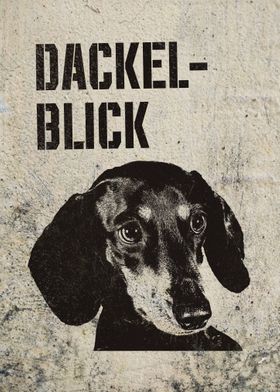 Dackelblick Dachshund Dog 