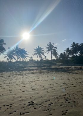 Sand Palm Tropical Beach