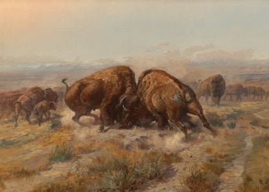 Bison Fight For Dominance