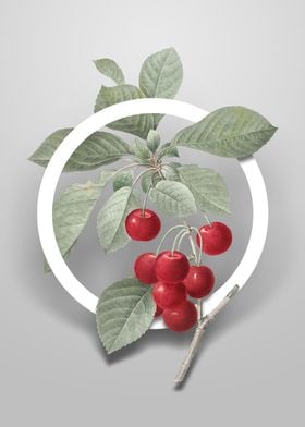 Vintage Cherry Flower Art