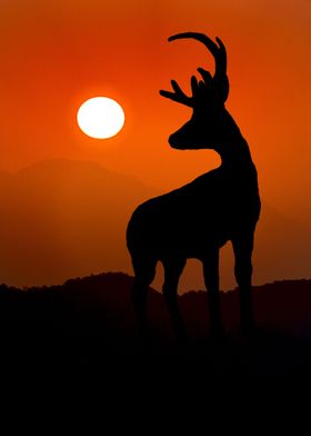 Red Sunset Stag