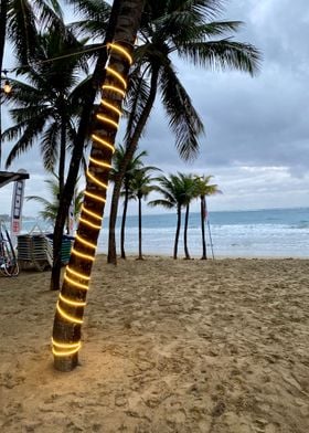 Sand Palm Tropical Beach