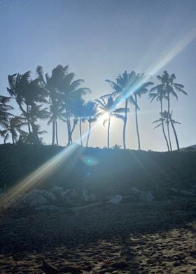 Sand Palm Tropical Beach