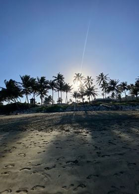 Sand Palm Tropical Beach