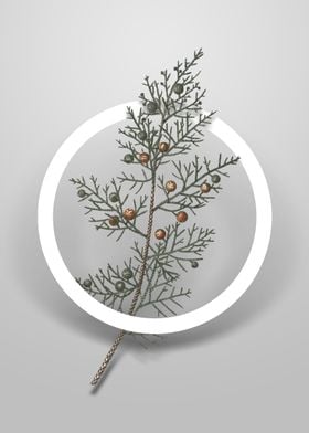 Phoenicean Juniper Flower