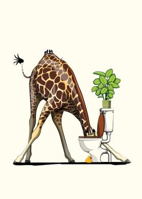 Giraffe Drinking in Toilet