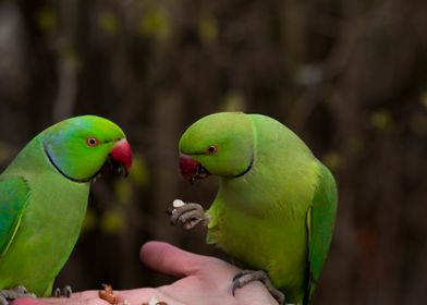 Parrots Feast