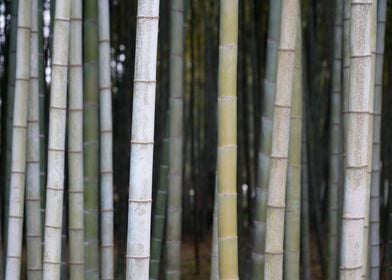 bamboo test v1