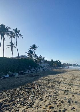 Sand Palm Tropical Beach