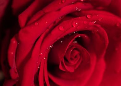 Wet red rose