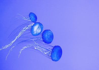 Blue Jellyfish