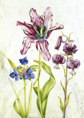 Tradescantia and Tulpe