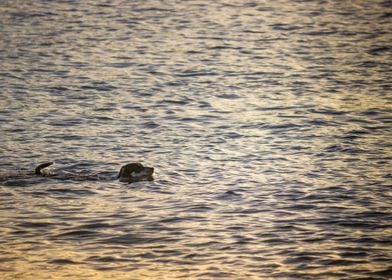 dog swimming