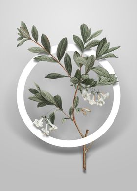 White Honeysuckle Plant