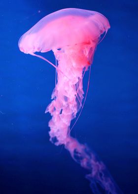 Pink Jellyfish Angels