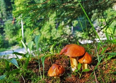 Mushroom Family in Nature