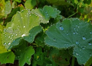 Fresh dew on the leaves