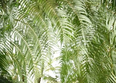 Fern Jungle 1