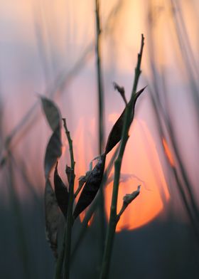 sunset curly grass