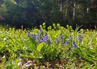 Flowers in the sunlight