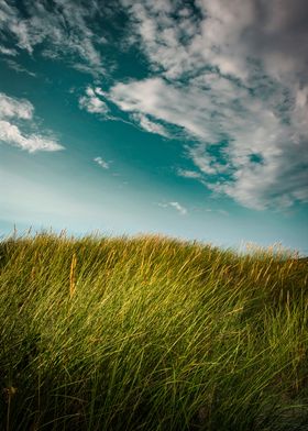 blue sky meadow