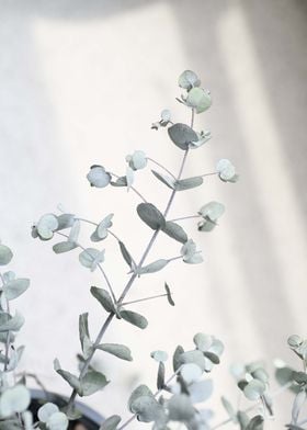 Baby Eucalyptus Dream 1 