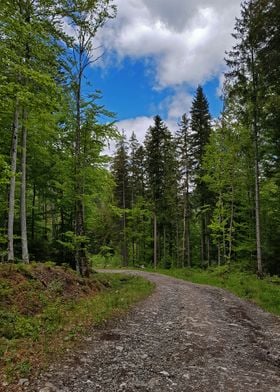 The path in the forest