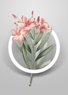 Vintage Oleander Flower