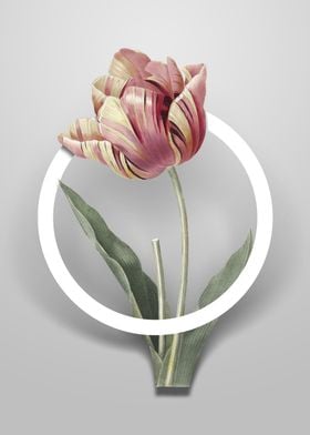 Vintage Tulip Flower Art