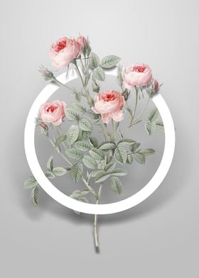 Burgundian Rose Flower Art