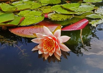 Water lily flower