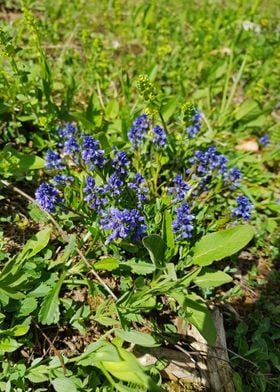 Violet flowers