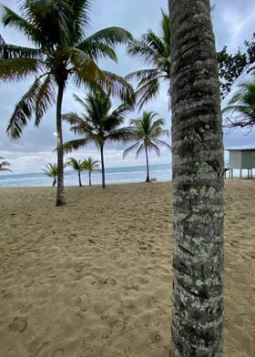 Sand Palm Tropical Beach