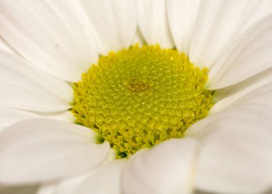 White daisy macro