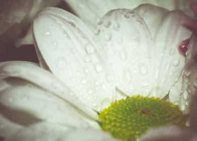 White daisy in drops macro