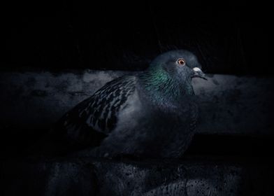 Pigeon