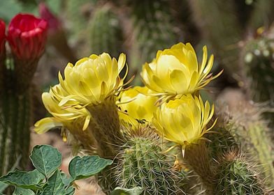 Yellow Cactus Flowers