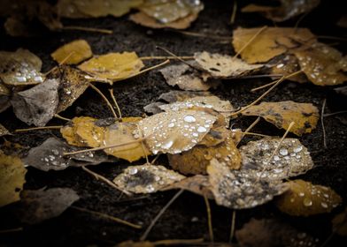 Fallen Leaves