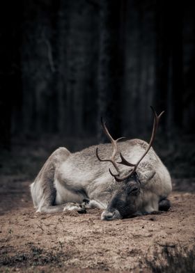 Sleeping Reindeer