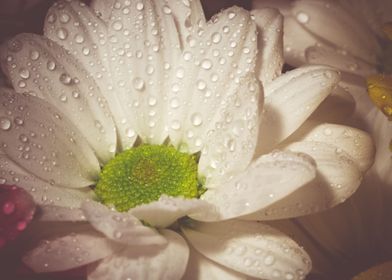 White daisy close up