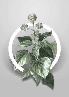 Vintage Common Ivy Flower