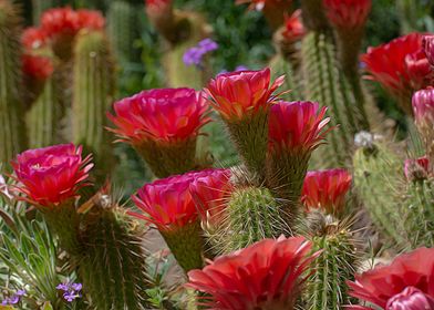 Red Cactus Flowers